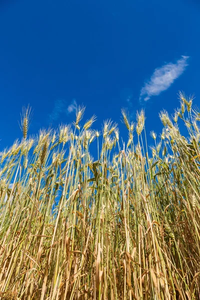 Wheat field — Stock Photo, Image