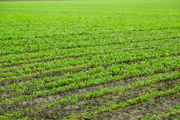 Campo de remolacha roja —  Fotos de Stock