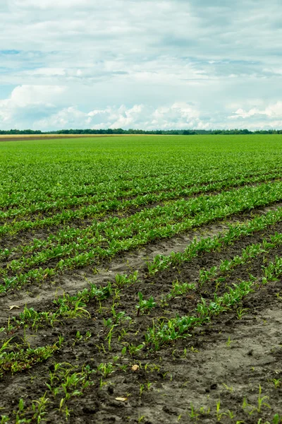 Field of red beet — Stock Photo, Image