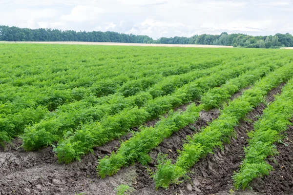Zanahorias creciendo en el campo — Foto de Stock
