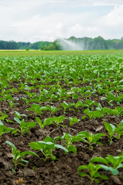 Cabbage field — Stock Photo, Image