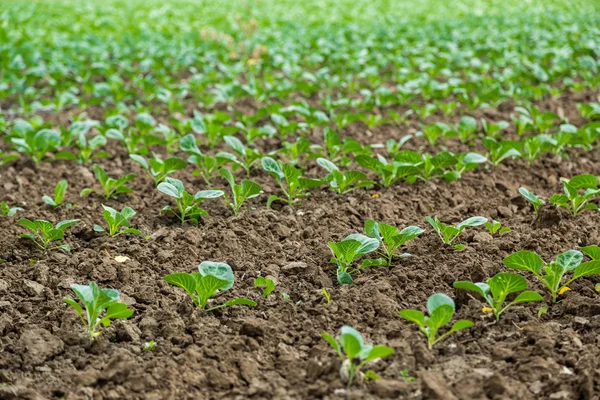 Cabbage field — Stock Photo, Image