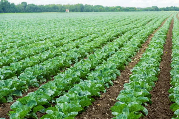 Cabbage field