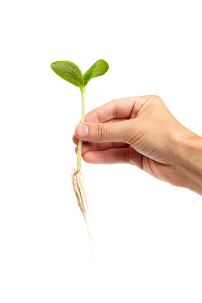 Hand holding sprout — Stock Photo, Image