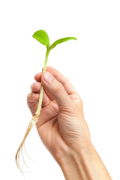 Hand holding sprout — Stock Photo, Image