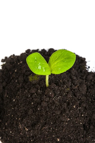 Brotos de plantas verdes — Fotografia de Stock