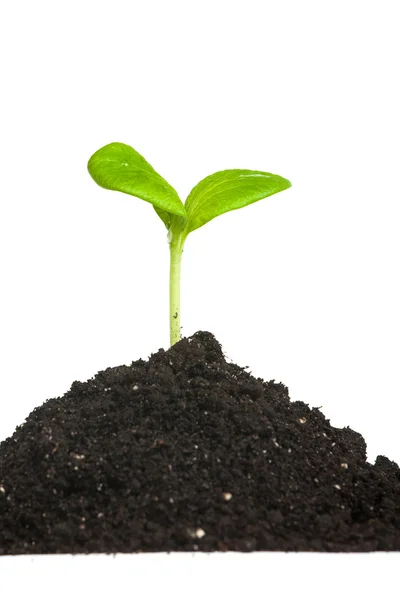 Green plant sprout — Stock Photo, Image