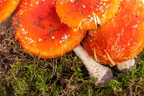 Fly agaric toadstool in moss — Stock Photo, Image