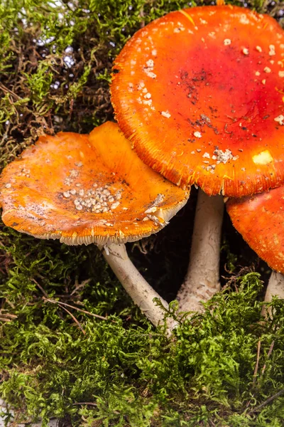 Fly agaric toarstool ในมอส — ภาพถ่ายสต็อก