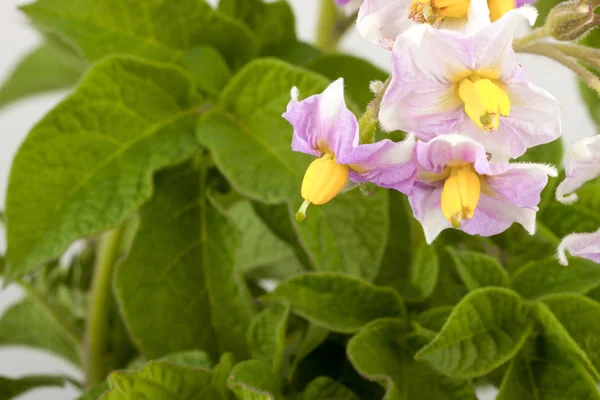 Potato with leaves — Stock Photo, Image