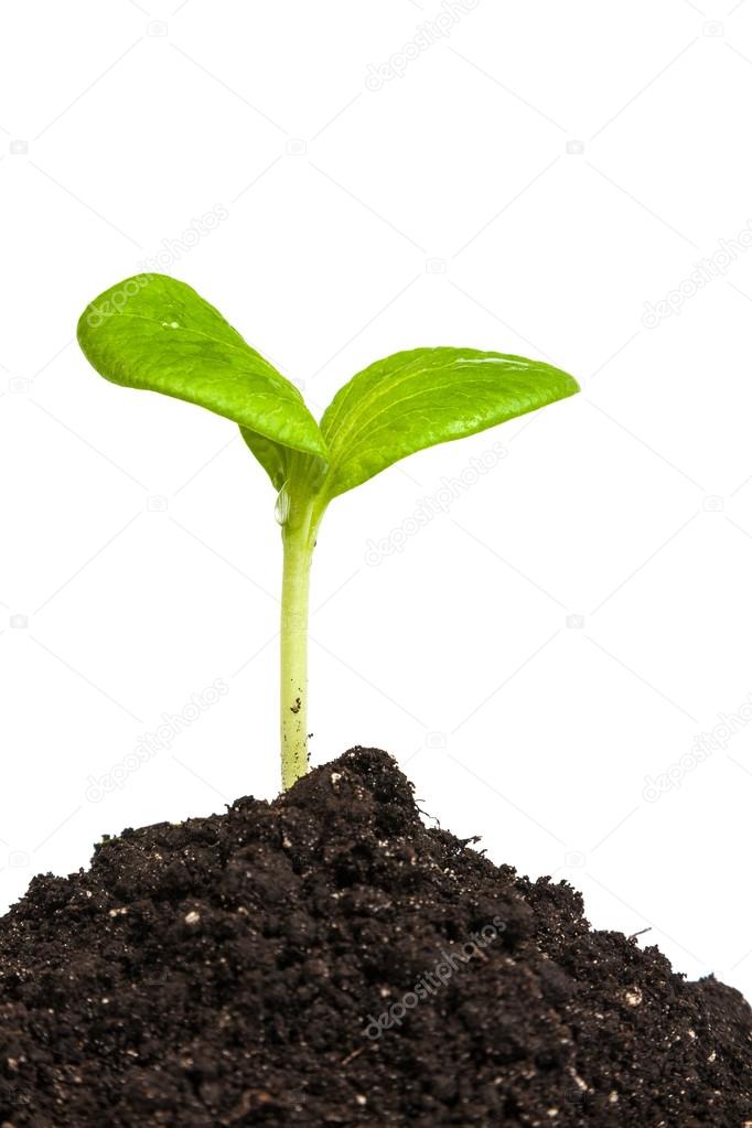 Green plant sprout