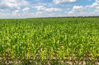 Yeşil mısır tarlası