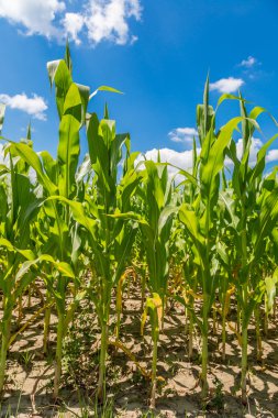 Yeşil mısır tarlası