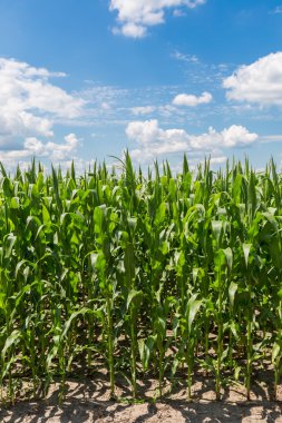 Yeşil mısır tarlası