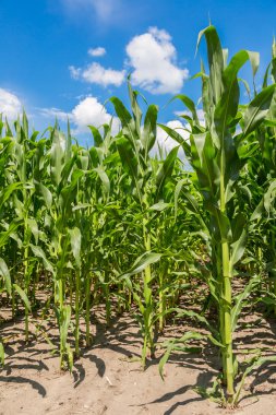 Yeşil mısır tarlası