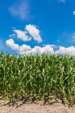 Yeşil mısır tarlası