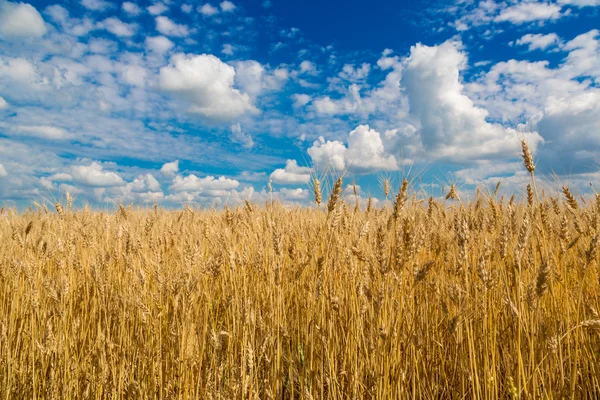 Campo de trigo — Fotografia de Stock