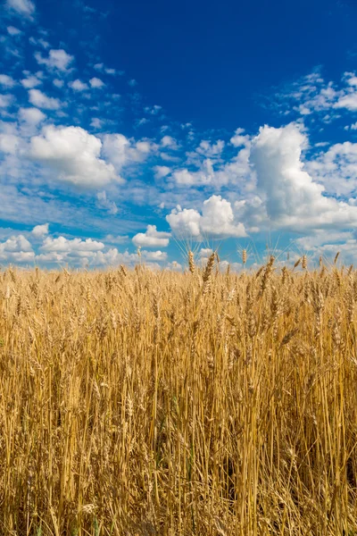 Wheat field — Stock Photo, Image