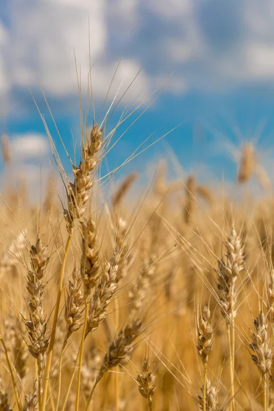 Wheat field — Stock Photo, Image