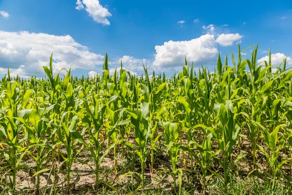 Green corn field — Stock Photo, Image