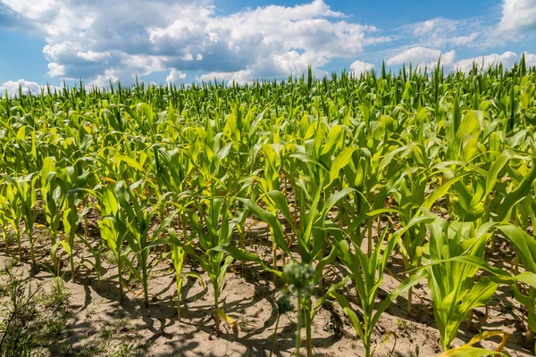 Green corn field — Stock Photo, Image