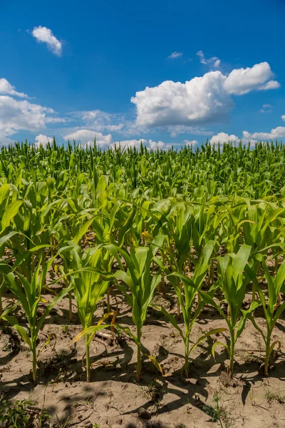 Green corn field — Stock Photo, Image