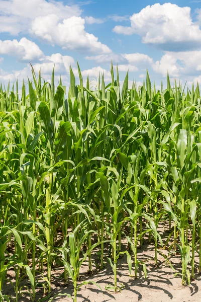 Green corn field — Stock Photo, Image