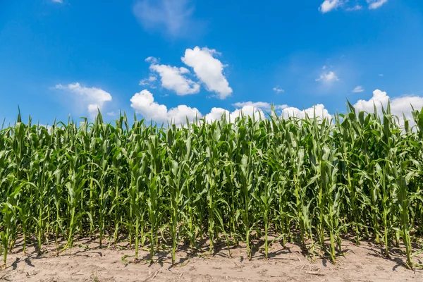 Green corn field — Stock Photo, Image