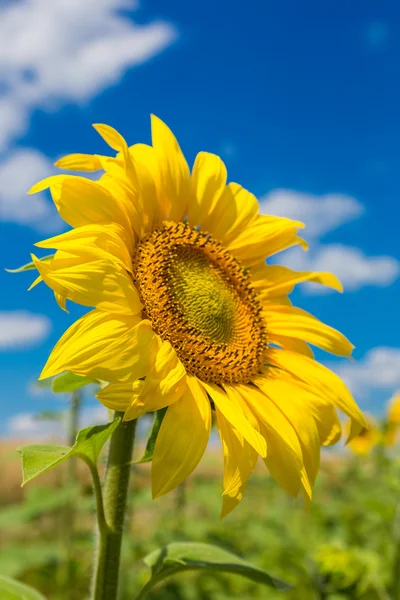 Ayçiçeği alan — Stok fotoğraf