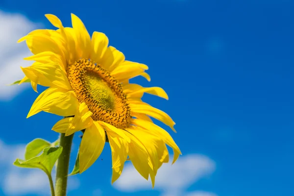 Floarea-soarelui și cerul albastru — Fotografie, imagine de stoc