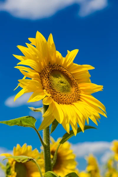 Ayçiçeği alan — Stok fotoğraf