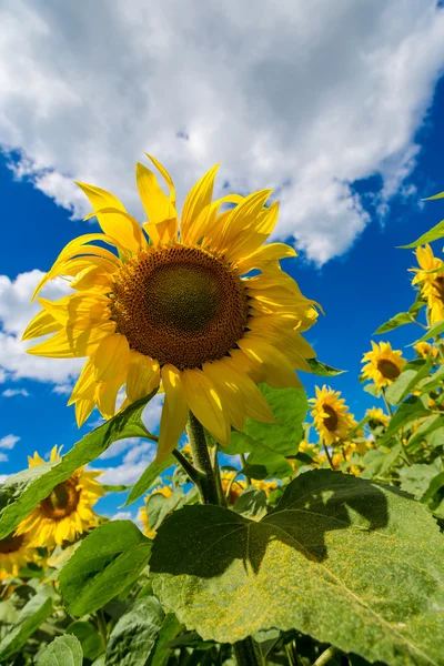 Ayçiçeği alan — Stok fotoğraf