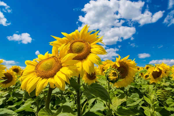 Zonnebloem veld — Stockfoto