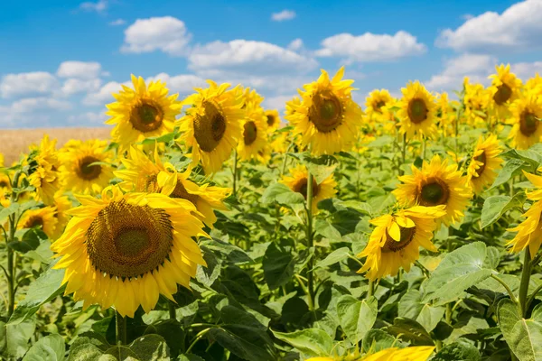 Zonnebloem veld — Stockfoto