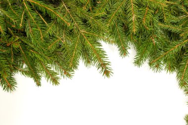 Çam dalları kenarlık