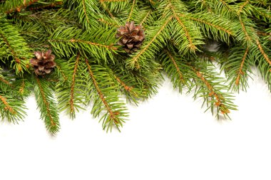 Köpekler ile çam sınır