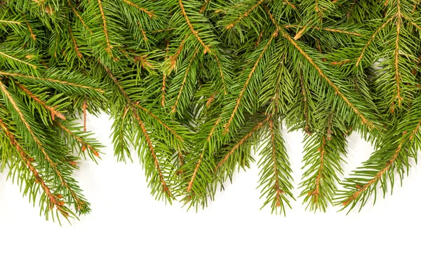 Pine branches border — Stock Photo, Image