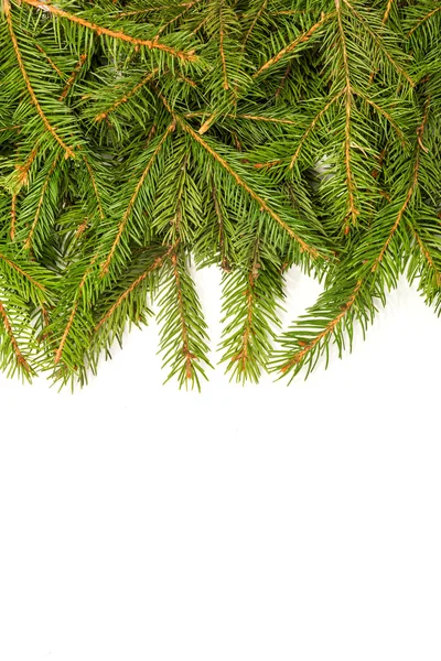 Pine branches border — Stock Photo, Image