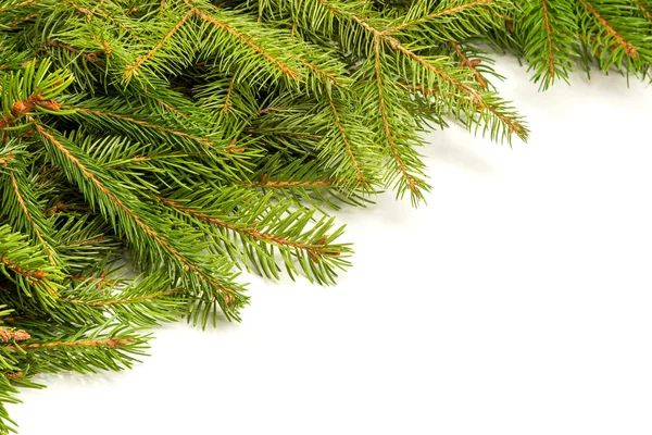 Pine branches border — Stock Photo, Image