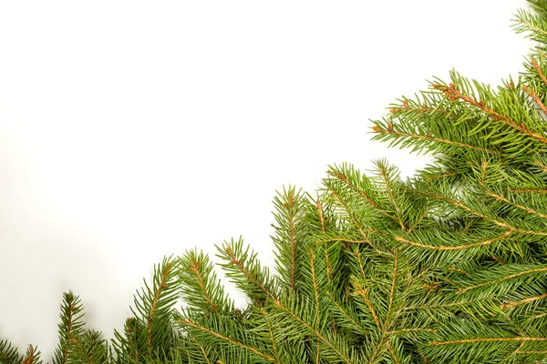 Pine branches border — Stock Photo, Image