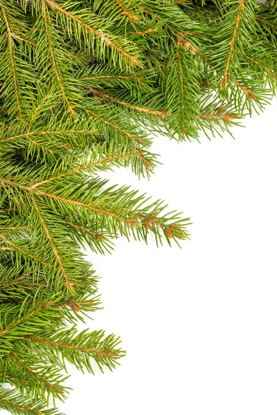 Pine grenar gränsen — Stockfoto