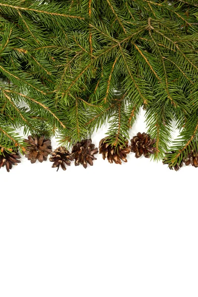 Pine gränsen med käppar — Stockfoto