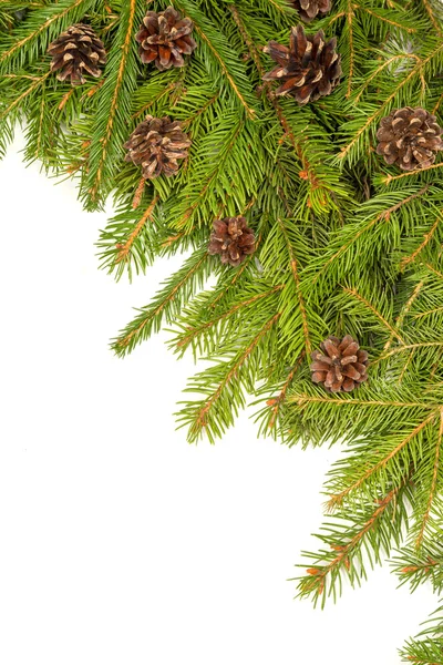 Pine gränsen med käppar — Stockfoto