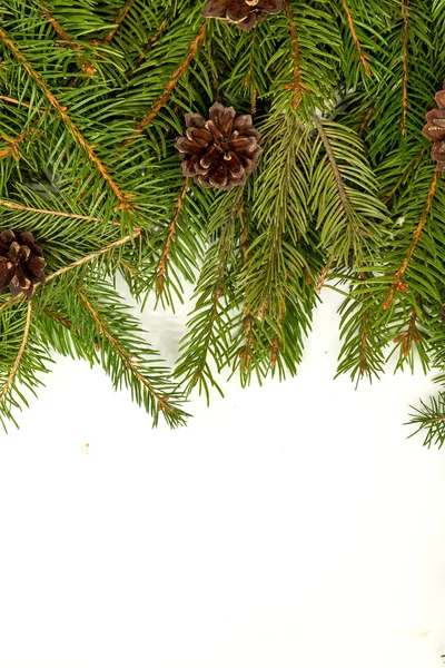 Pine border with canes — Stock Photo, Image