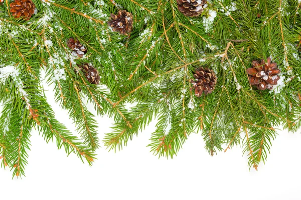 Pine gränsen med käppar — Stockfoto