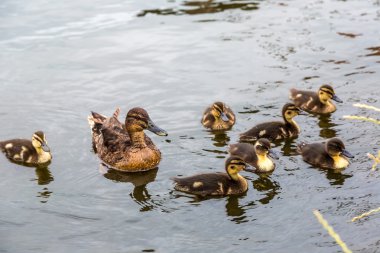 Yeni doğan ducklings ile ördek