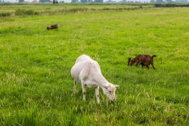 Beyaz ve kahverengi keçi