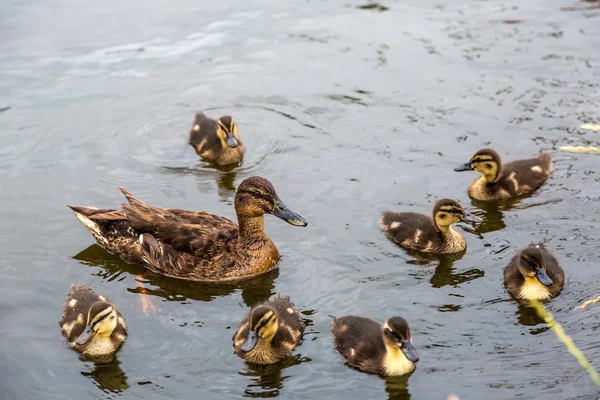 Ente mit neugeborenen Entchen — Stockfoto