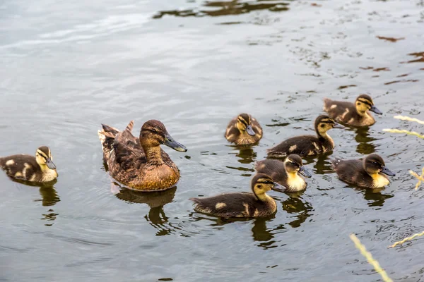 Ente mit neugeborenen Entchen — Stockfoto