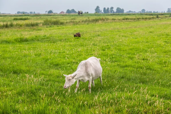 Bílá koza na trávě — Stock fotografie